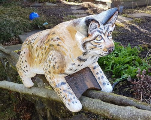 Luchs